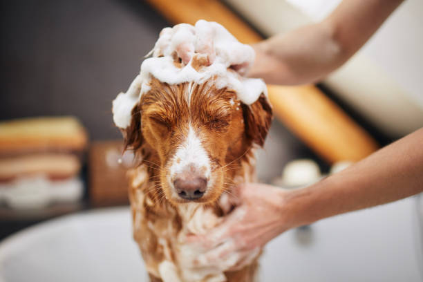 A dog being gently lathered with shampoo during a bath
